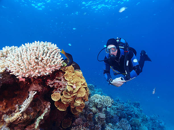 istock Coral reef and scuba diver 529899331