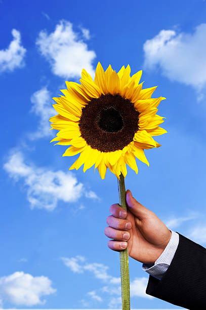 istock Hand and the sunflower 529899973