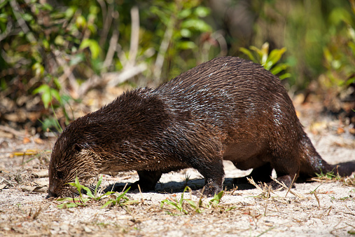 North american river otter, I have seen on Sanibel Island, Florida