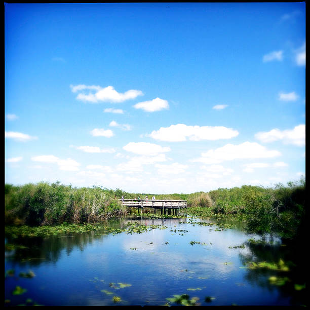 Everglades National Park in Florida, USA - Edges Blurred for Dream Like effect