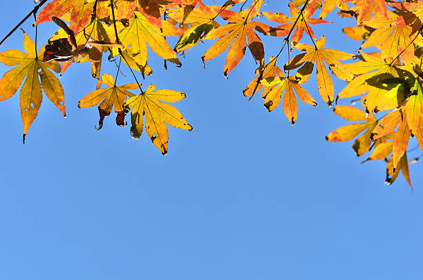 istock Autumn leaves with blue sky background 529903591