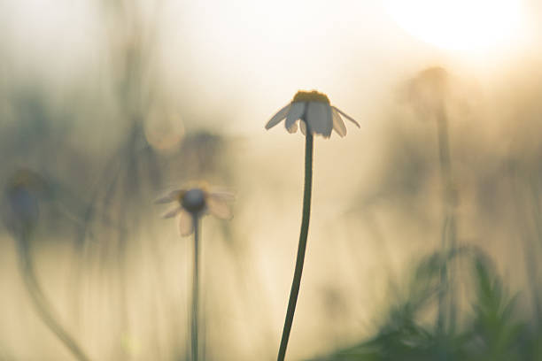 istock Morning in the field 529903957