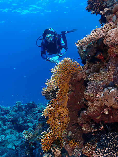 istock Coral reef and scuba diver 529904397