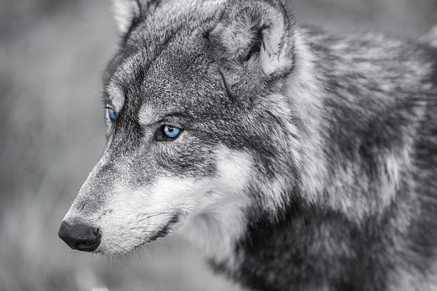 istock North American Gray Wolf WIth Blue Eyes 529904797