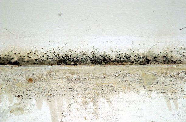 istock Mold on the wall in an apartment 529904857