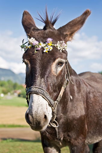 Portrait of a donkey wearing a flower wreath