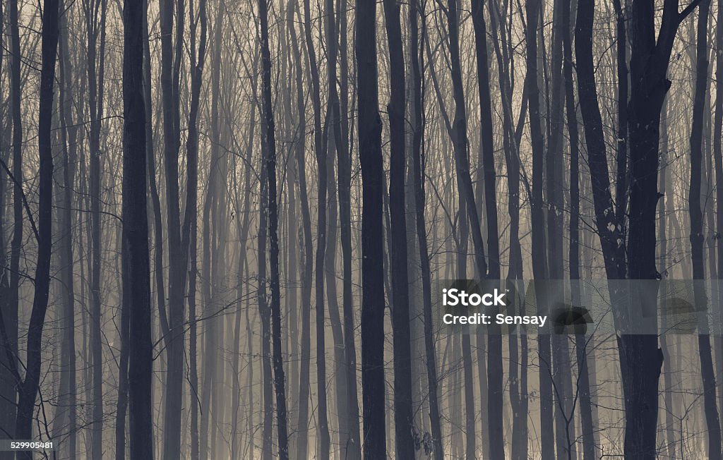 dark misty forest with fog dark misty forest with fog in autumn Autumn Stock Photo