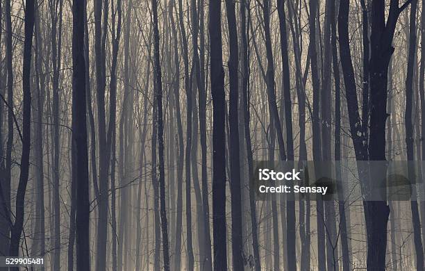 Dark Misty Forest With Fog Stock Photo - Download Image Now - Autumn, Black Color, Blue