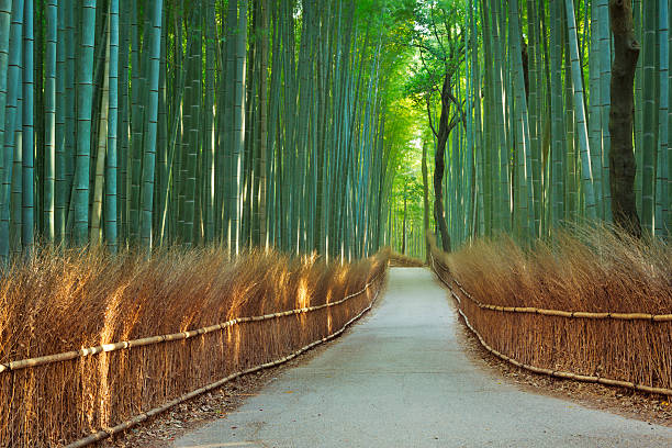 istock Path through Arashiyama bamboo forest near Kyoto, Japan 529905597