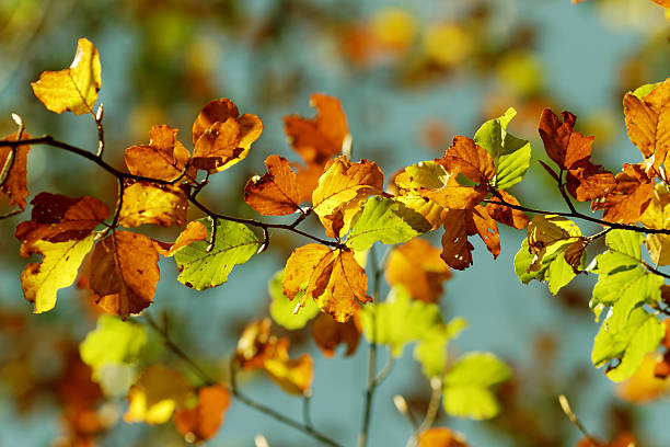 istock Golden leaves in autumn 529906069