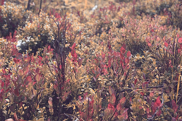 istock texture of autumn forest moss leaves red cranberries 529906201