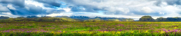 istock Lupine and Glacier 529915901
