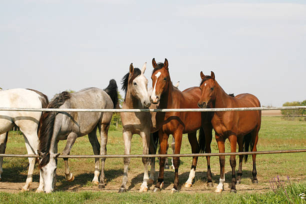 istock Nice purebred mares looking over corral door 529916023