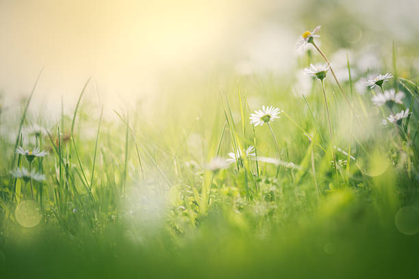 朝のフィールド - spring flower daisy field ストックフォトと画像
