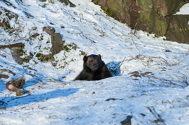 Brown bear (Ursus arctos) Brown bear (Ursus arctos) inspecting the surroundings of his den hibernation stock pictures, royalty-free photos & images