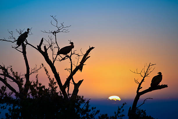 silhouetten von truthähne in einem baum bei sonnenuntergang, südafrika - kruger national park national park southern africa africa stock-fotos und bilder