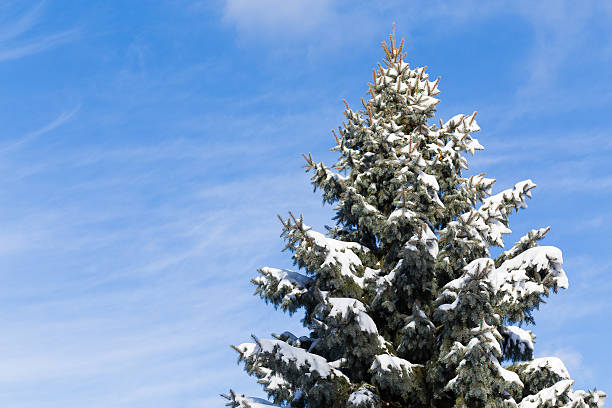 istock Canadian Tree in the Winter 529921845