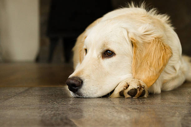 istock Golden Retriever 529927141