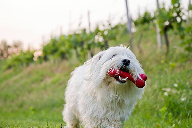 Cute Coton by Tulear dog playing Close up of cute Coton de Tulear dog running with plastic bone in the middle of vineyard. coton de tulear stock pictures, royalty-free photos & images