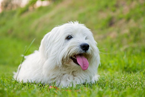 Coton de Tulear