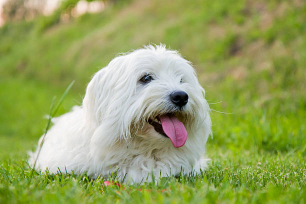 Cute Cotton from Tulear dog Close up of cute Coton de Tulear dog sitting on green fresh cut grass. coton de tulear stock pictures, royalty-free photos & images