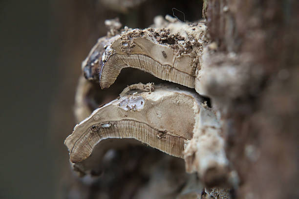 istock Wood Fungus Cross-Section 529927903