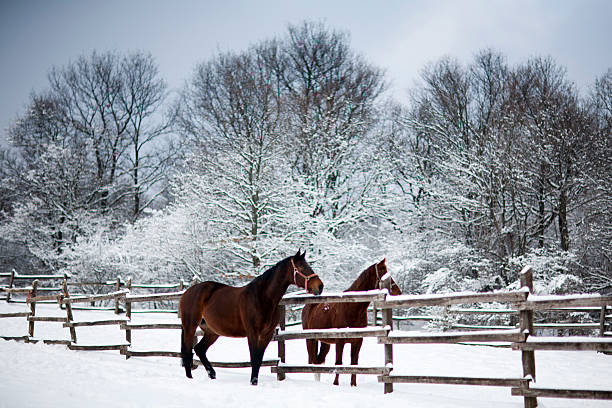 Chestnut brown horses in a cold winter pasture rural scene