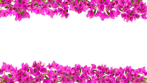 Flower frame Flower frame, Pink blooming bougainvilleas isolate on white background bougainvillea stock pictures, royalty-free photos & images