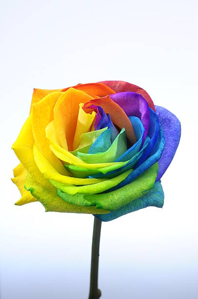 istock Rainbow rose or happy flower 529930911