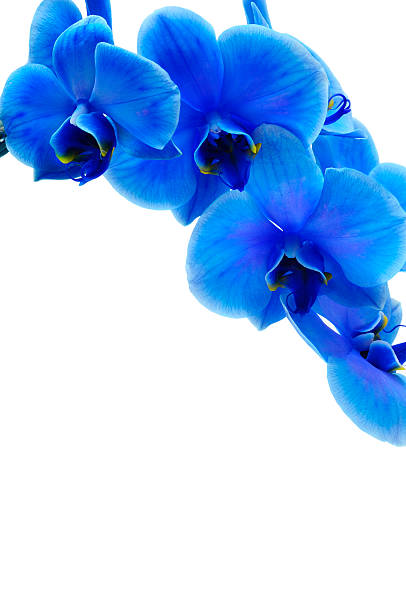 istock Blue flower orchid 529930919