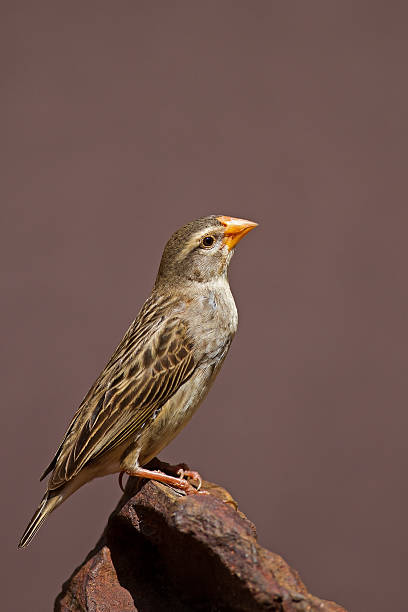 istock Breeding Female Red-Billed Quelea perched on rock 529930927