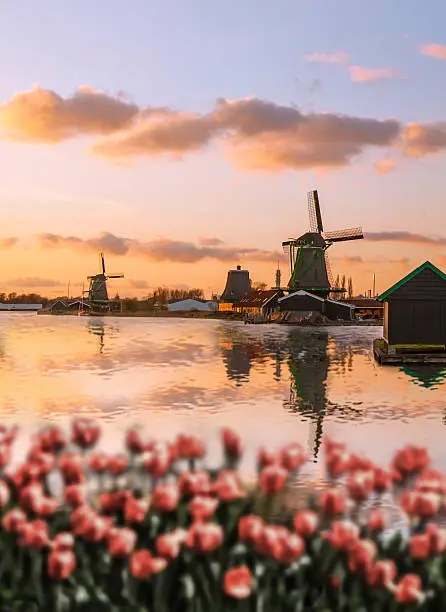 Photo of Dutch windmills with red tulips close the Amsterdam, Holland