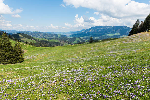 krokus w mountain pastwisko - saffron crocus spring nature crocus zdjęcia i obrazy z banku zdjęć