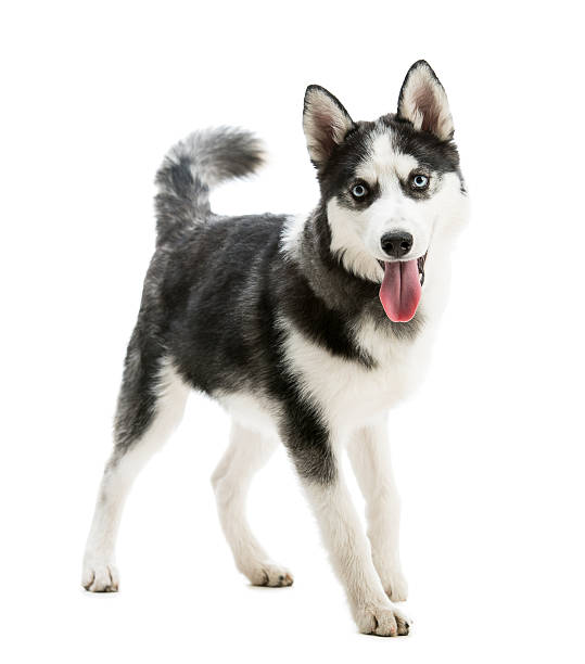 Husky Dog Breed Stock Photo - Download Image Now - Husky Dog