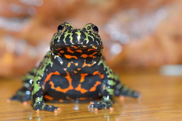 toad oriental stock photo