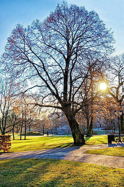 istock Winter park in center of Riga 529946947