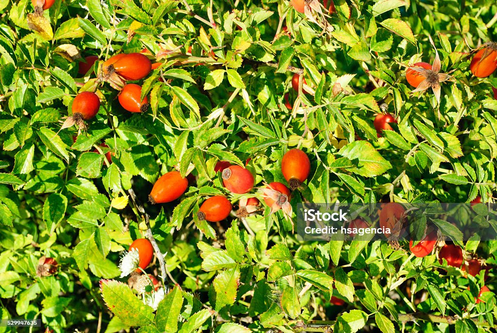 ROSA CANINA - DOG ROSE PLANT . Antioxidant Stock Photo