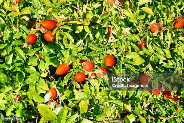 Rosa Canina Dog Rose Plant Stock Photo - Download Image Now - Antioxidant, Autumn, Botany