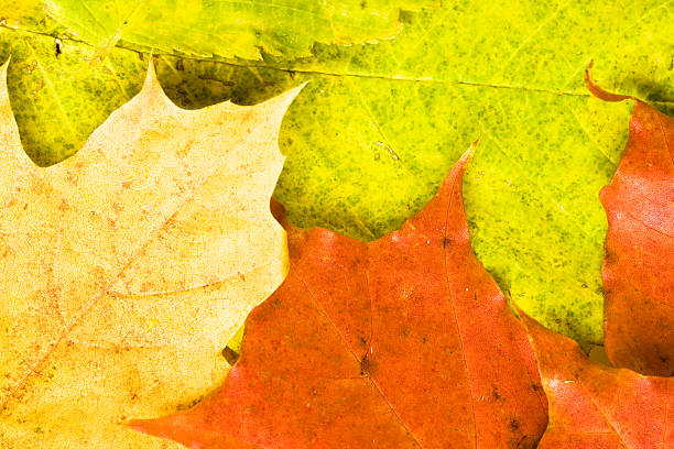 autumn leaves stock photo