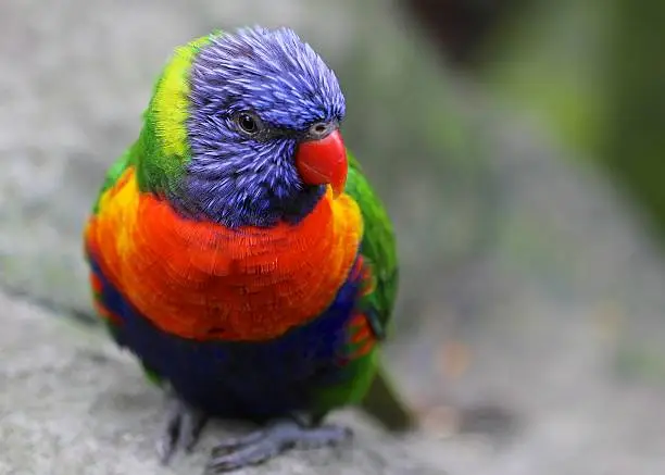 This colorful bird, a Lorikeet, lives on the French island of Guadeloupe, in the Eastern Caribbean Sea. 