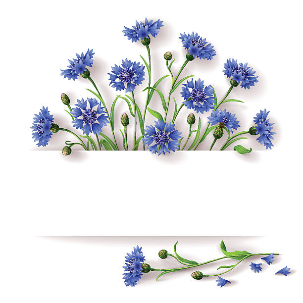 illustrations, cliparts, dessins animés et icônes de bleu cornflowers - cosmos flower cut flowers daisy family blue