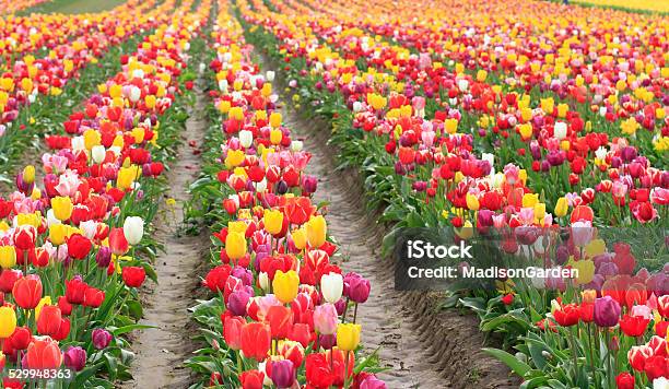 Field Of Tulips Stock Photo - Download Image Now - Agricultural Field, Beauty In Nature, Cultivated