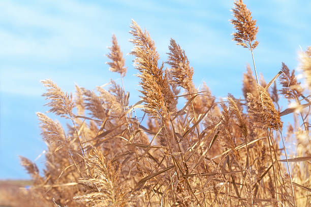 istock Beautiful dry reed (cane) and blue sky 529949429