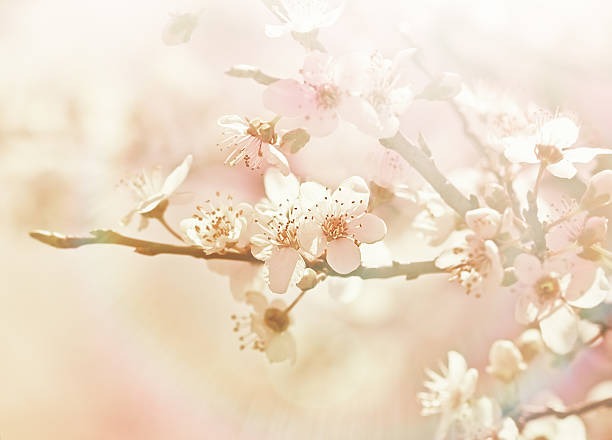 istock Beautiful flowering - cherry blossom 529949435