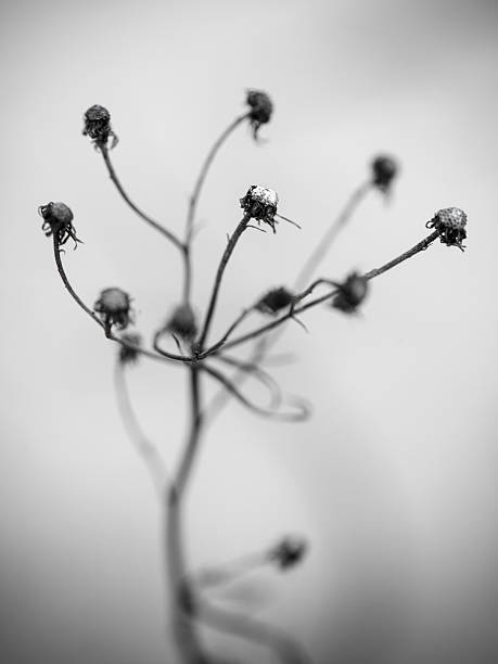 istock artistic dry branches on white background - indie vintage retro 529950065