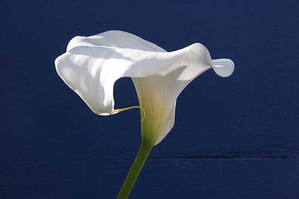 Calla Lily Flower on Dark Blue Wood Background stock photo