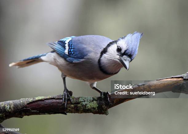 Curious Bird Stock Photo - Download Image Now - Curiosity, Peeking, Animal