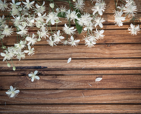 Evergreen Clematis (Clematis vitalba) flower, also known as Old Man's Beard or Traveler's Joy on wooden background. Vintage retro background with small white flowers on wood. Romantic floral frame background.