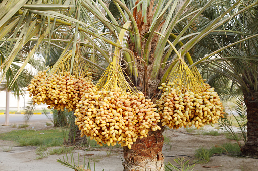 Dates are fruits that have been a staple food of the Middle East for thousands of years