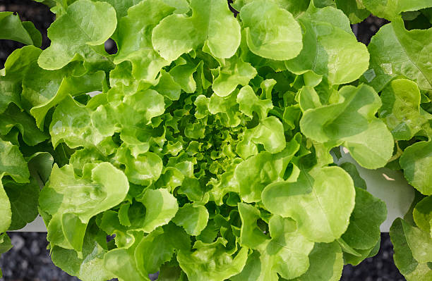 istock Green Vegetable,organic Hydroponic farm 529951379